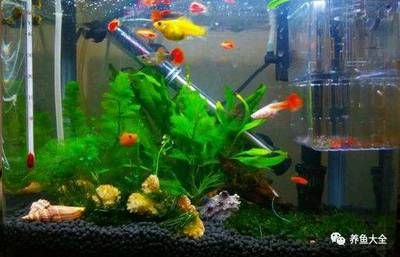 生態(tài)魚缸過濾器怎么安裝（生態(tài)魚缸過濾器安裝步驟）