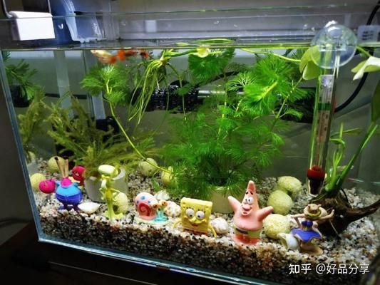 水族科技的發展趨勢：智能魚缸市場調查和品牌評價2024國內魚缸排名前十 水族科技的發展趨勢：智能魚缸市場調查和品牌評價2024國內魚缸排名前十 魚缸百科 第2張