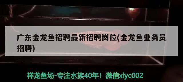 龍魚品牌羅賓：龍魚品牌中的羅賓產品