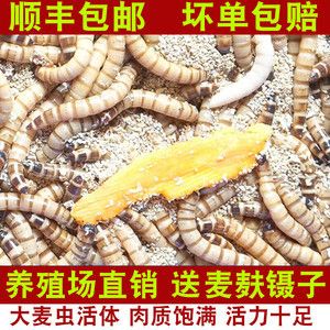 面包蟲龍魚能吃嗎：面包蟲可以作為龍魚的食物嗎？ 面包蟲龍魚能吃嗎：面包蟲可以作為龍魚的食物嗎？ 龍魚百科 第3張