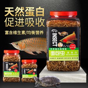 面包蟲龍魚能吃嗎：面包蟲可以作為龍魚的食物嗎？ 面包蟲龍魚能吃嗎：面包蟲可以作為龍魚的食物嗎？ 龍魚百科 第1張