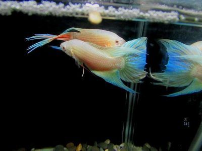 三面貼黑的魚缸：三面貼黑的魚缸設計