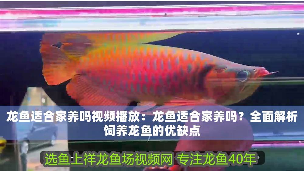 龍魚適合家養嗎視頻播放：龍魚適合家養嗎？全面解析飼養龍魚的優缺點