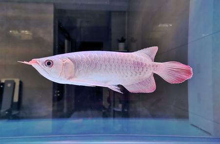 廣州市番禺區(qū)橋南街峰記水族店（廣州市番禺區(qū)橋南街峰記水族店電話）