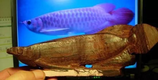 紅龍魚什么時候變色的：紅龍魚的發色過程