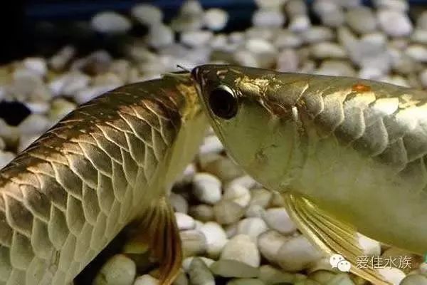 巴雷特紅龍魚怎么樣好養嗎：巴雷特紅龍魚好養嗎