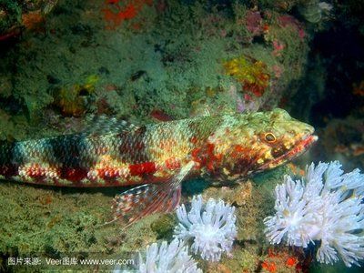 深海紅龍魚口感（關于深海紅龍魚的口感搜索結果中并沒有確切的描述其獨特口感的內容）