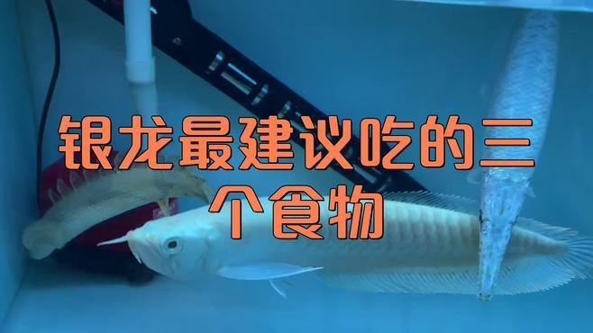 銀龍魚主要吃什么東西