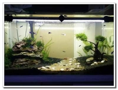 魚缸里的水霧蒙蒙的最快解決辦法視頻（關于魚缸水霧蒙蒙的問題） 魚缸里的水霧蒙蒙的最快解決辦法視頻（關于魚缸水霧蒙蒙的問題） 魚缸百科