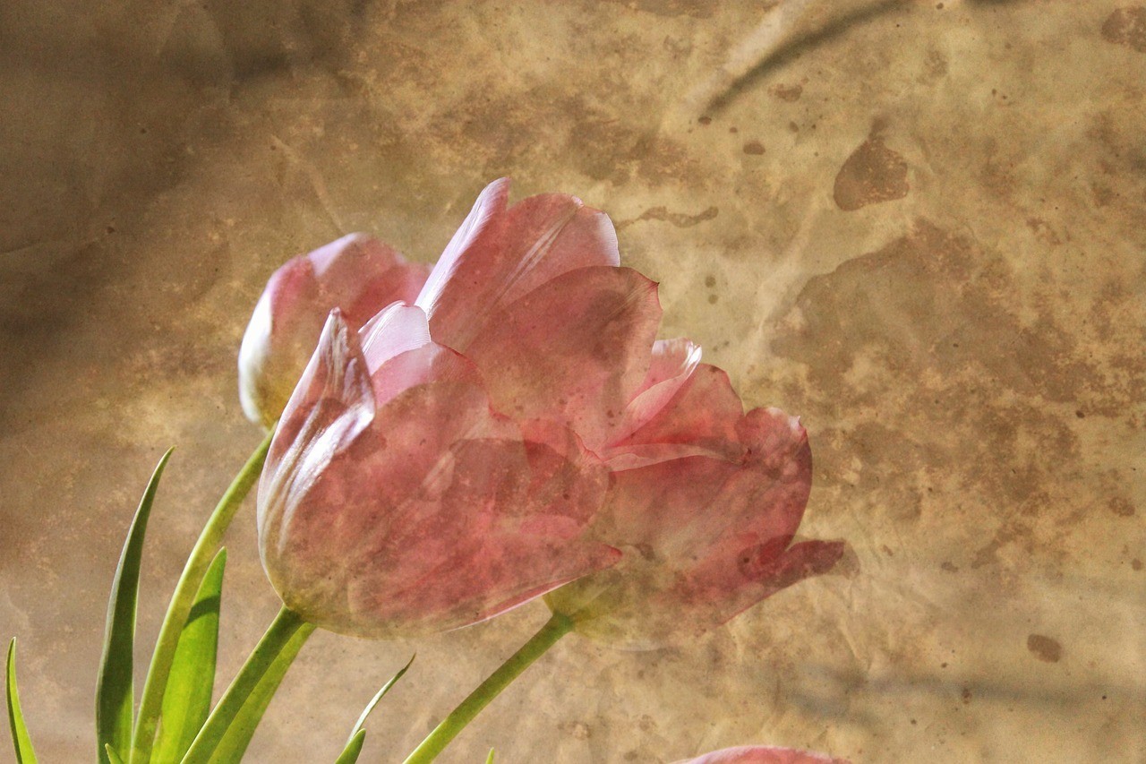 丹東市振興區(qū)御花源花坊（丹東市振興區(qū)御花源花坊地址） 丹東市振興區(qū)御花源花坊（丹東市振興區(qū)御花源花坊地址） 全國(guó)水族館企業(yè)名錄 第1張