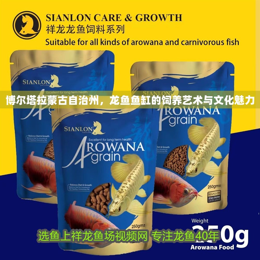 博爾塔拉蒙古自治州，龍魚魚缸的飼養藝術與文化魅力