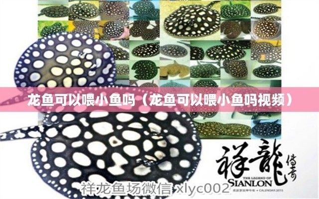 龍魚缸里養小魚直接讓龍魚吃（如何保持龍魚缸水質清潔）