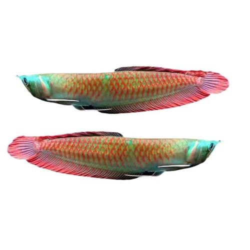 龍魚種類價格及圖片