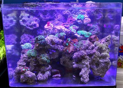 海灘魚缸造景的藝術演變