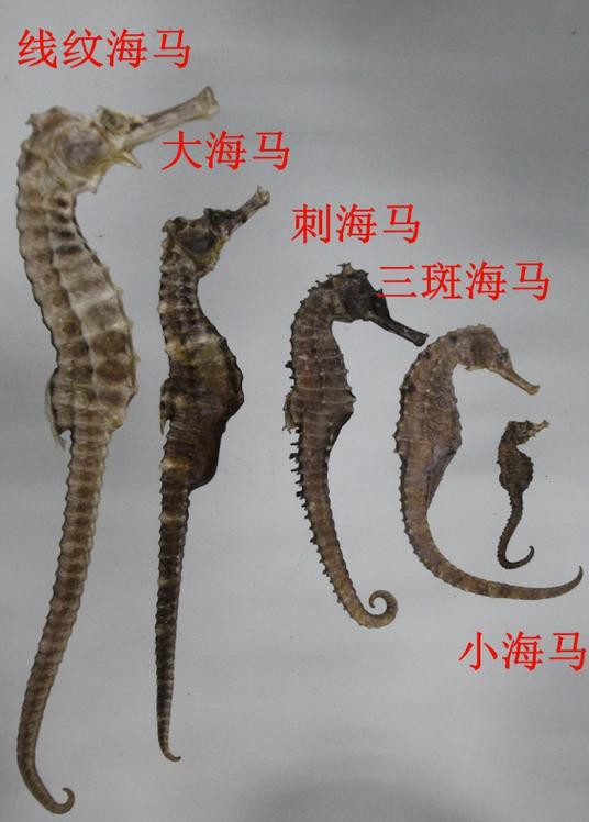 有沒有真假海龍和海馬的對比圖片？