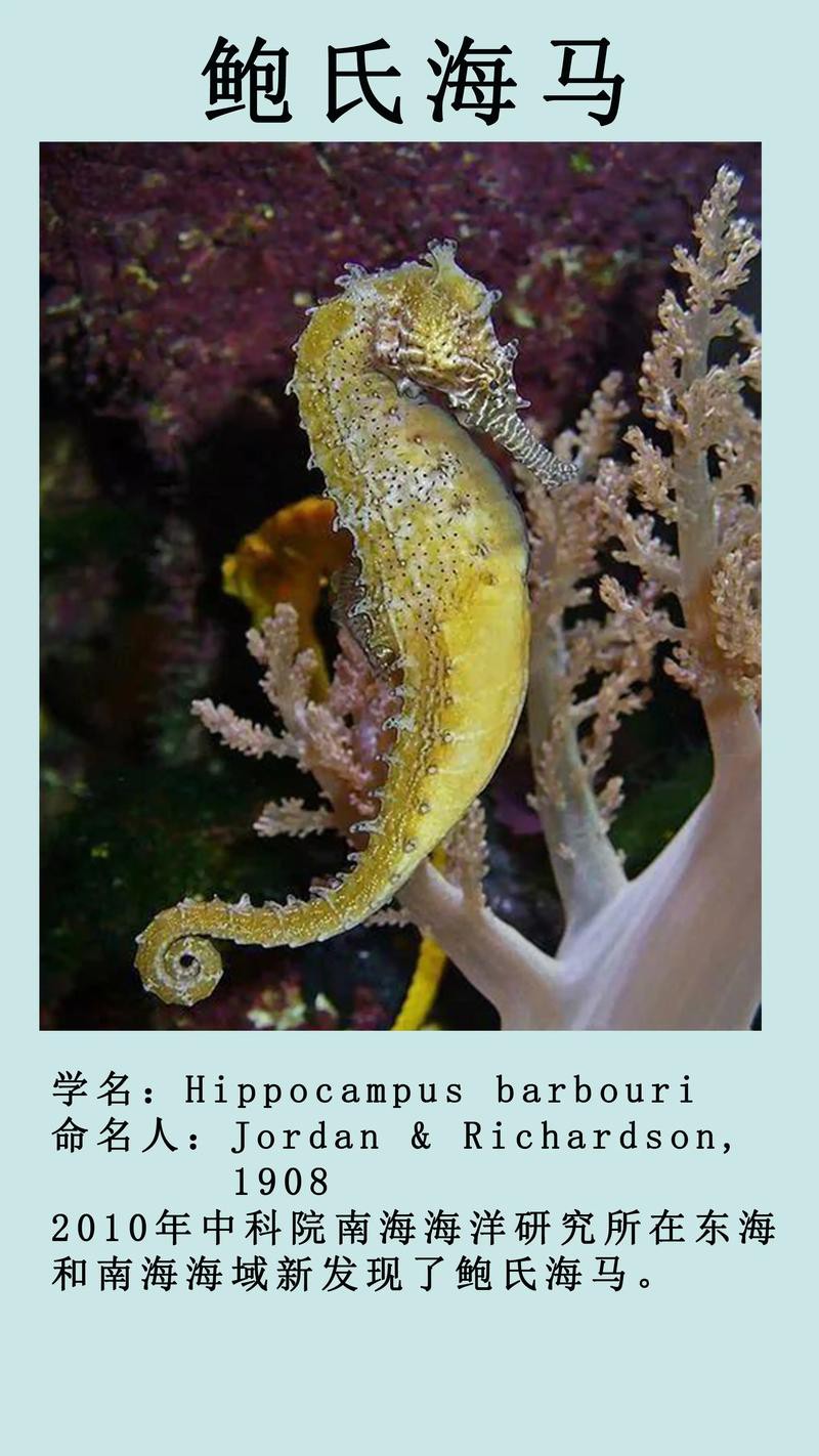有沒有真假海龍和海馬的對比圖片？