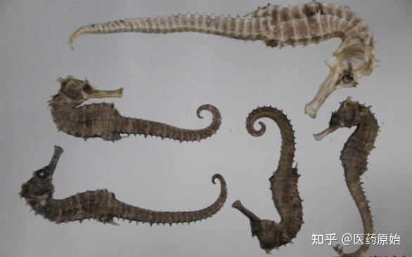 有沒有真假海龍和海馬的對比圖片？
