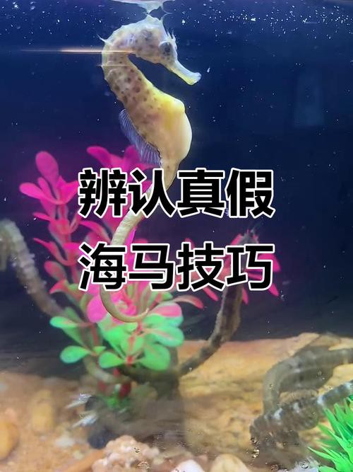 有沒有真假海龍和海馬的對比圖片？