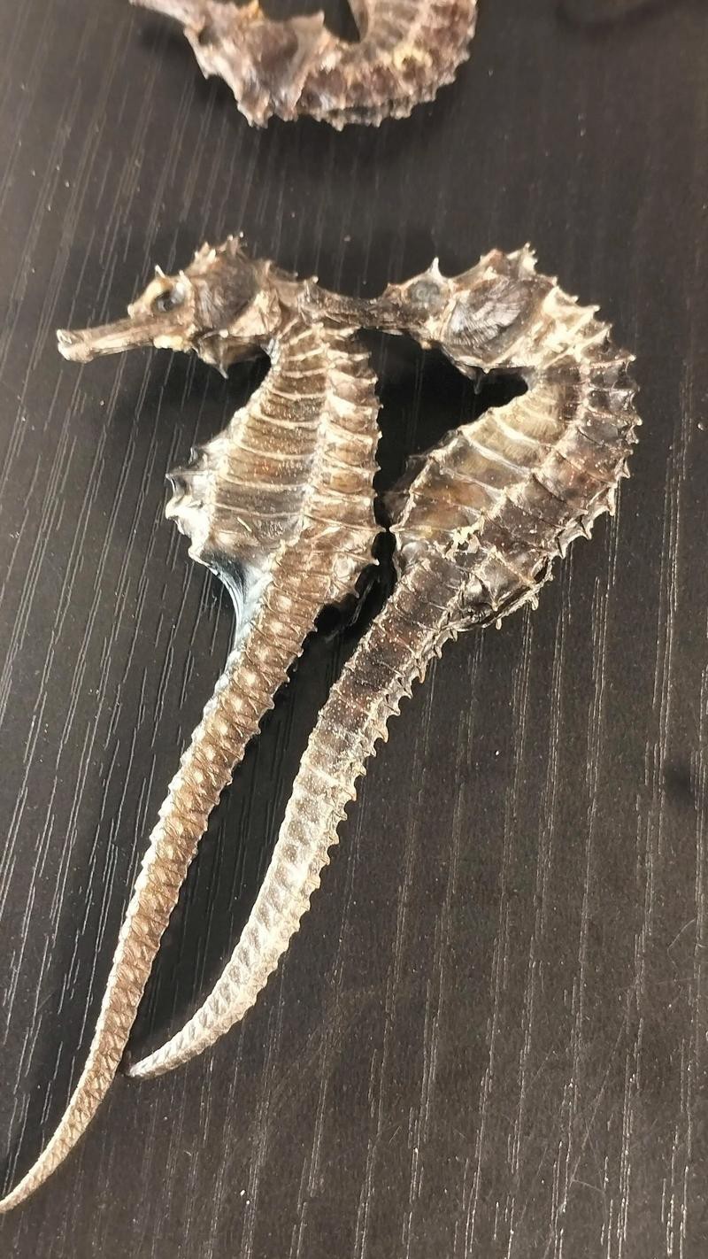 有沒有真假海龍和海馬的對比圖片？