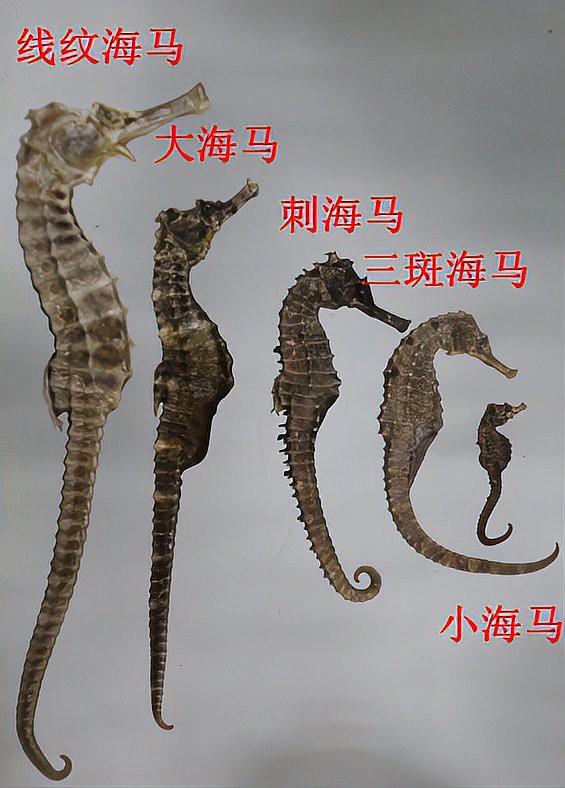 有沒有真假海龍和海馬的對比圖片？