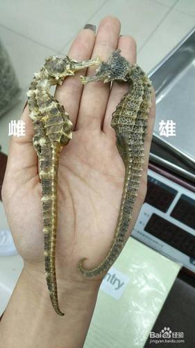 有沒有真假海龍和海馬的對比圖片？