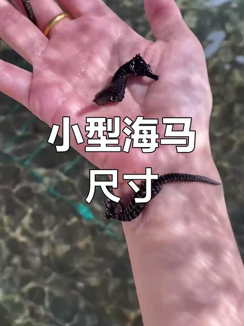 有沒有真假海龍和海馬的對比圖片？
