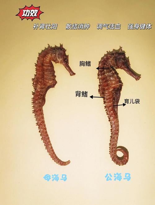 有沒有真假海龍和海馬的對比圖片？