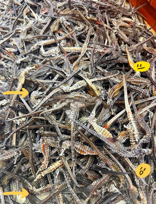 有沒有真假海龍和海馬的對比圖片？