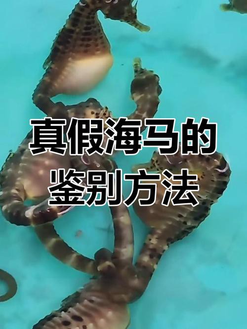 有沒有真假海龍和海馬的對比圖片？