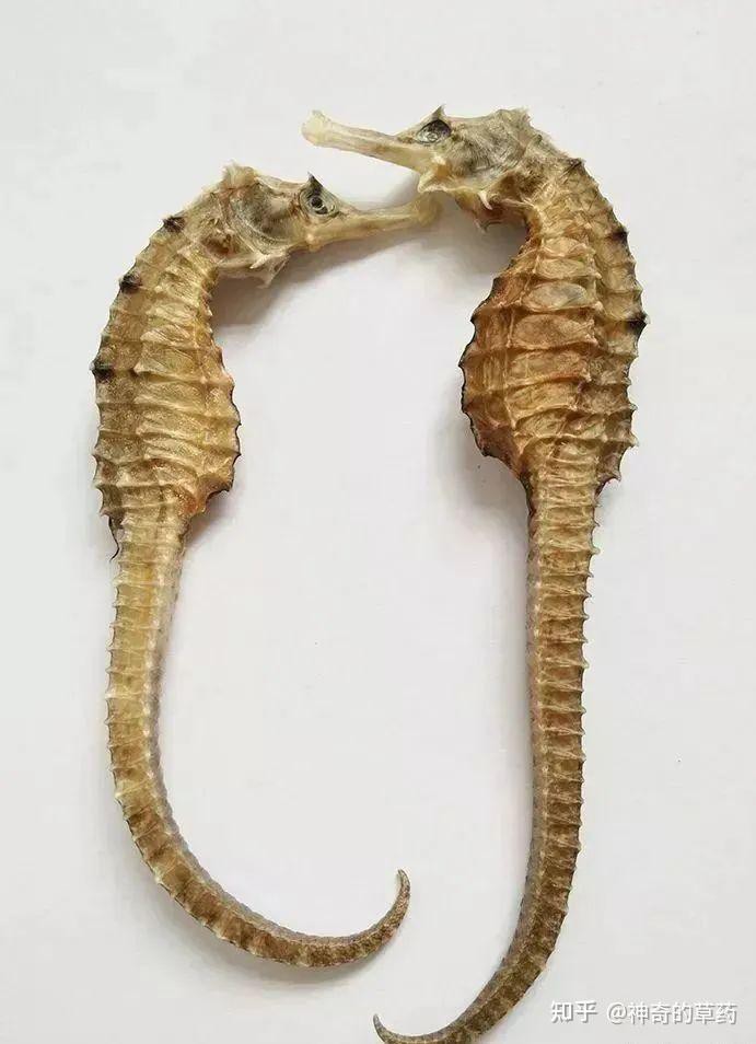 有沒有真假海龍和海馬的對比圖片？