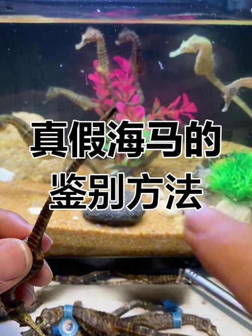 有沒有真假海龍和海馬的對比圖片？