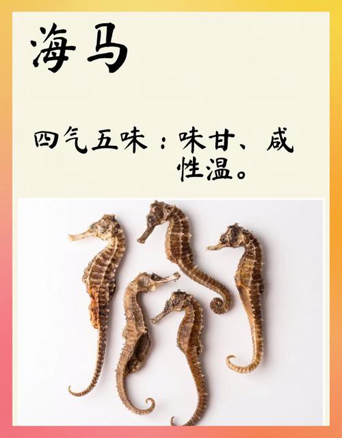 有沒有真假海龍和海馬的對比圖片？