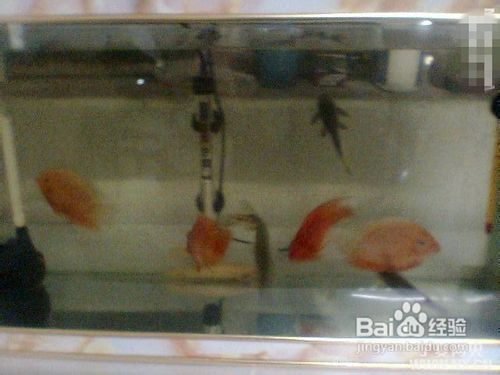 水鴨魚缸聲音大最怕三個東西