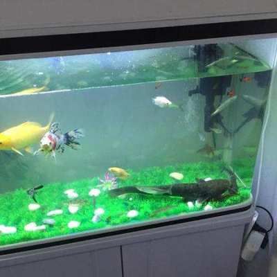 底濾魚(yú)缸養(yǎng)小魚(yú)被水泵吸走是一個(gè)常見(jiàn)問(wèn)題的解決方案：如何解決底濾魚(yú)缸養(yǎng)小魚(yú)小魚(yú)被吸問(wèn)題 底濾魚(yú)缸養(yǎng)小魚(yú)被水泵吸走是一個(gè)常見(jiàn)問(wèn)題的解決方案：如何解決底濾魚(yú)缸養(yǎng)小魚(yú)小魚(yú)被吸問(wèn)題 魚(yú)缸百科 第4張