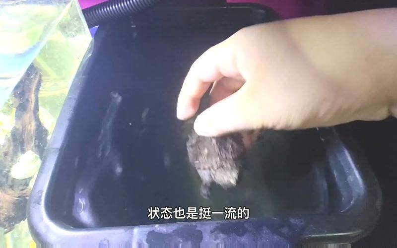 龍魚跳缸會死嗎圖片高清
