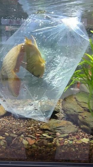 龍魚跳缸會死嗎圖片高清