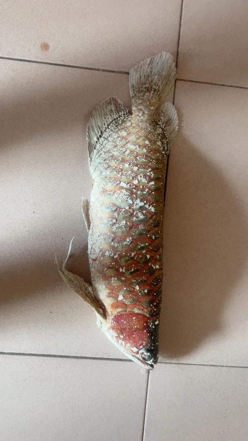 龍魚跳缸會死嗎圖片高清