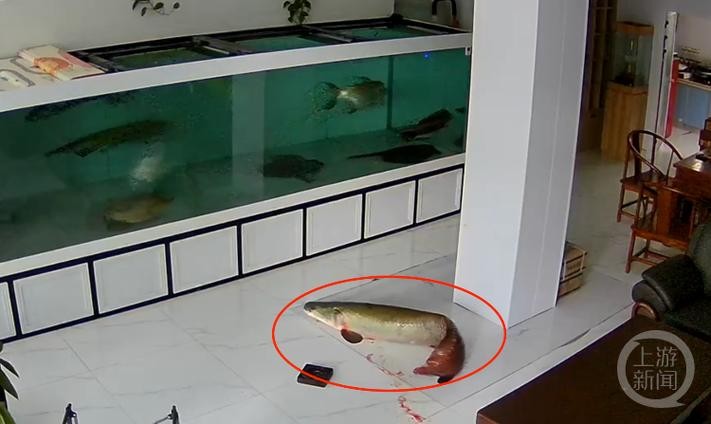 龍魚跳缸會死嗎圖片高清