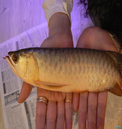 龍魚跳缸會死嗎圖片高清