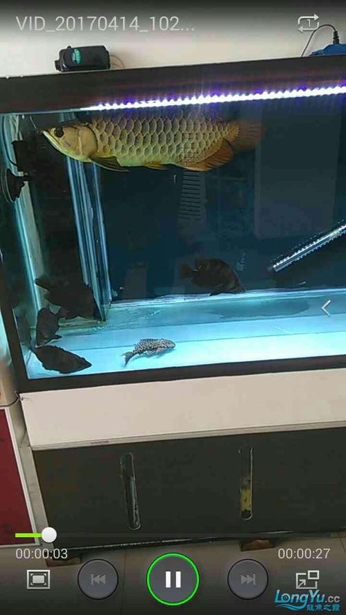 龍魚跳缸會死嗎圖片高清