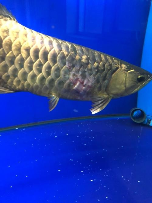 龍魚跳缸會死嗎圖片高清