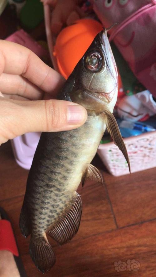 龍魚跳缸會死嗎圖片高清