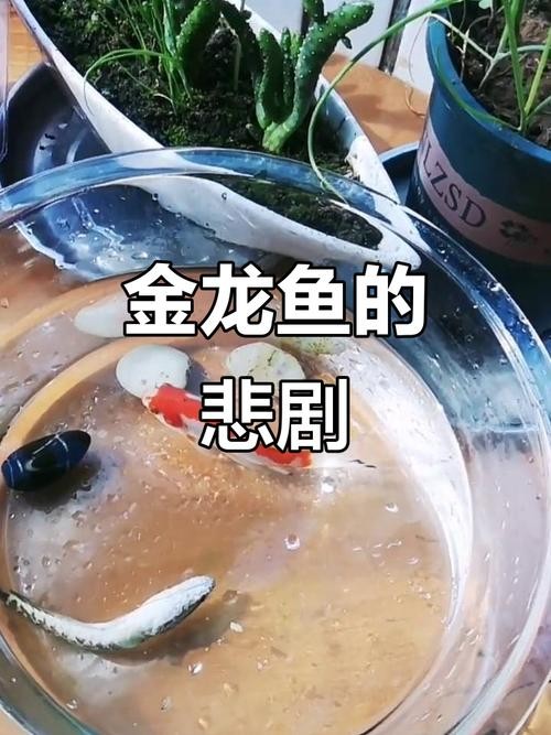 龍魚跳缸會死嗎圖片高清