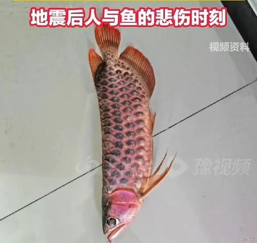 龍魚跳缸會死嗎圖片高清