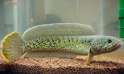 龍魚的發(fā)源地：關(guān)于龍魚發(fā)源地的詳細(xì)信息