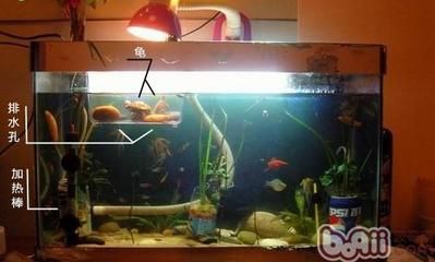 魚缸加熱棒的安全防護措施：魚缸加熱棒如何擺放？ 魚缸加熱棒的安全防護措施：魚缸加熱棒如何擺放？ 魚缸百科 第4張