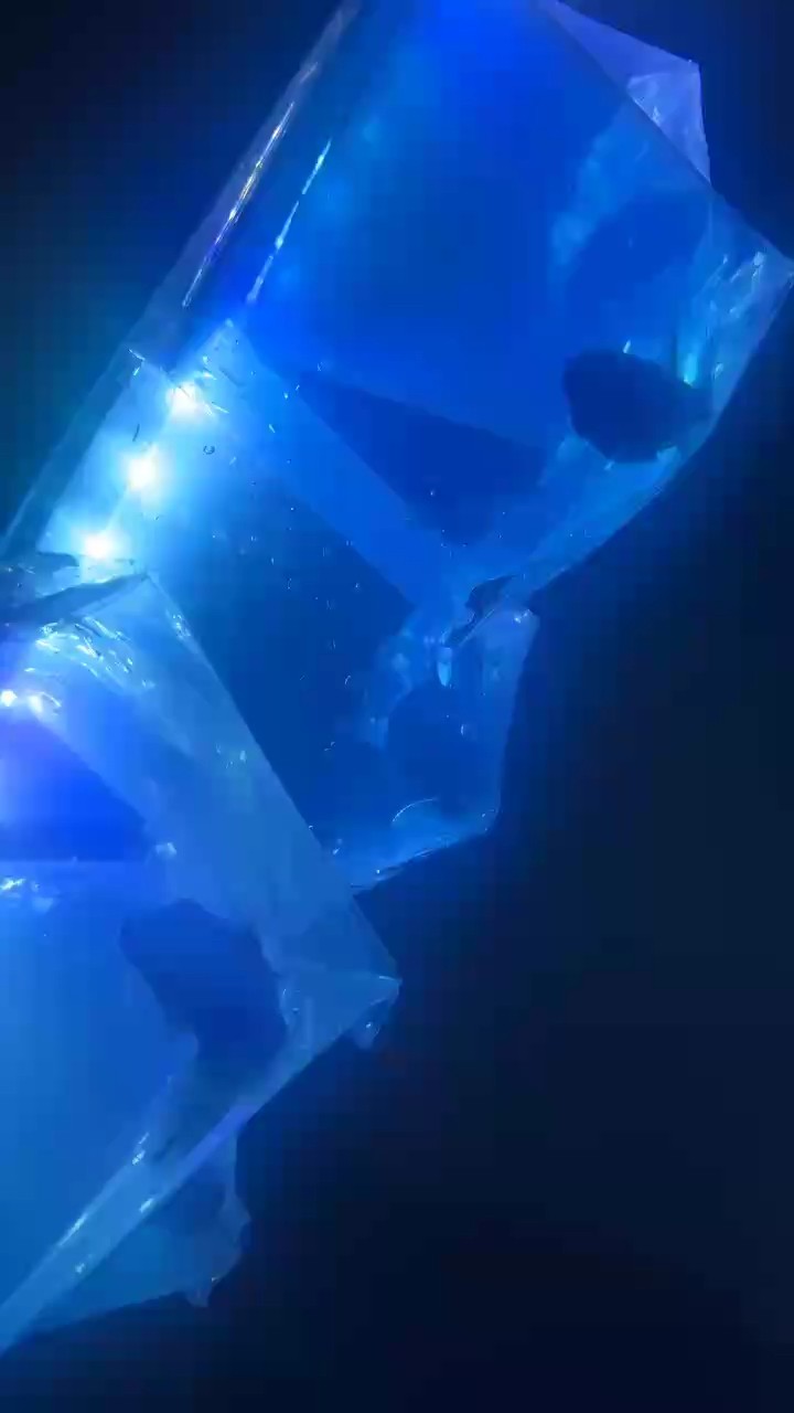 最開心的時(shí)刻 新魚到家過溫