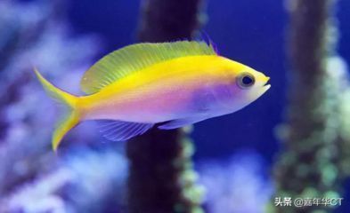 龍魚麻醉方法有哪些種類：龍魚麻醉方法有哪些？全面解析安全有效的麻醉技術