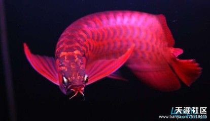 龍魚論壇官網(wǎng)首頁，龍魚論壇官網(wǎng) 龍魚論壇官網(wǎng)首頁，龍魚論壇官網(wǎng) 魚缸百科 第4張