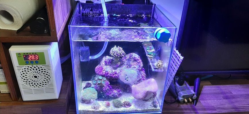 魚缸降溫設備的節能選擇：魚缸降溫節能技巧分享, 魚缸降溫設備的節能選擇：魚缸降溫節能技巧分享, 魚缸百科 第1張
